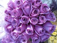 ROSAS LILÁS