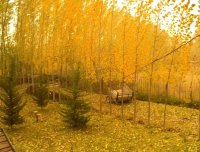 autumn 78