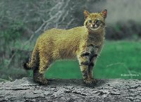 GATO DE PAJONAL, PERÚ