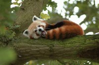 OSO PANDA ROJO