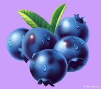 Fruit by Robin Moline