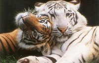 tigre