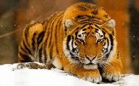 tigre1