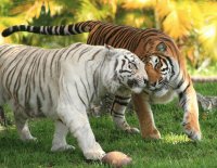 tigre2