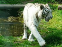 tigre3