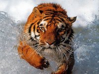 tigre4