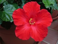 flores