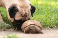 perro y tortuga