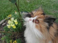 Gata Isis