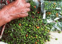 Chiles