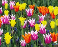 tulipes