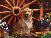 golden-retriever
