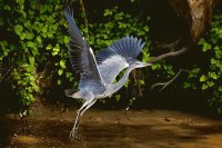 garza