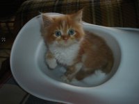 Gato Sisse bebe