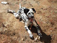 Cão Dalmata  Tekila