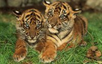 tiger-cubs