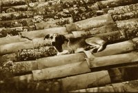 PERRO EN EL TEJADO