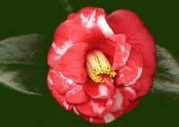 camelia