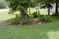 my garden