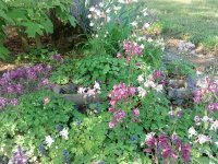 Early Spring Columbine