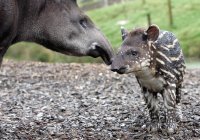 tapir1