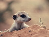 suricata