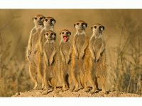 suricata1