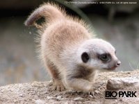 suricata2