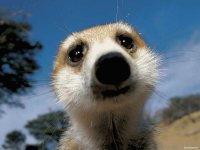 suricata3