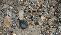 shells