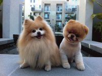 cachorros