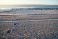Gulf Shores, AL