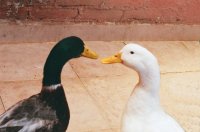 LOS PATOS