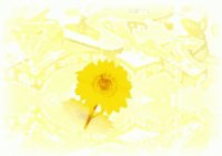 yellow flower