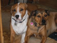 My Pups