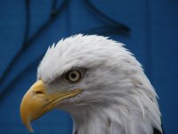 Eagle
