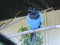 Gralha Azul - símbolo do Paraná - Brasil
