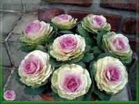 flores