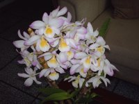 minhas flores