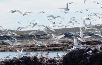 Gaviotines en la Isla Pingüino.Patagonia argentina