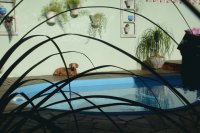 Cão na piscina