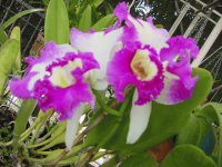 catleyas fuscia