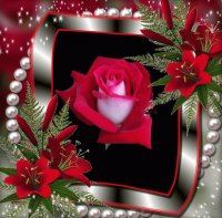 rosa