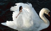 cisne