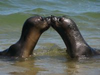 focas