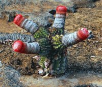 CACTUS RARO