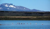ANP Laguna Blanca. Neuquén. Argentina