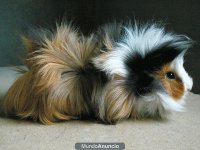 HURÓN ANGORA, PERUANO