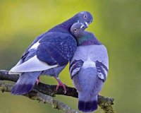 MIS PAJARITOS