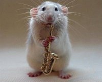 raton
